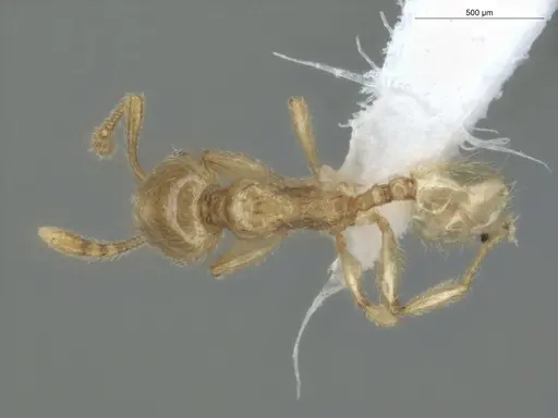 Pheidole minutula specimen ECOFOG-PA14-0035-05 image ecofog-pa14-0035-05_1