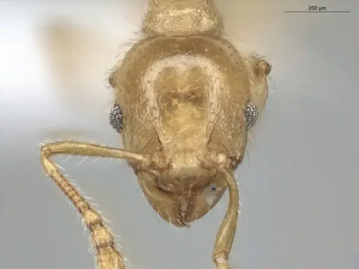 Pheidole minutula specimen ECOFOG-PA14-0035-05 image ecofog-pa14-0035-05_2