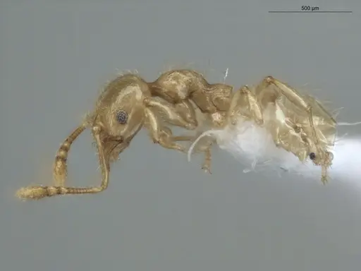 Pheidole minutula specimen ECOFOG-PA14-0035-05 image ecofog-pa14-0035-05_3