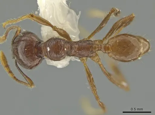 Pheidole mirabilis specimen CASENT0645829 image casent0645829_1