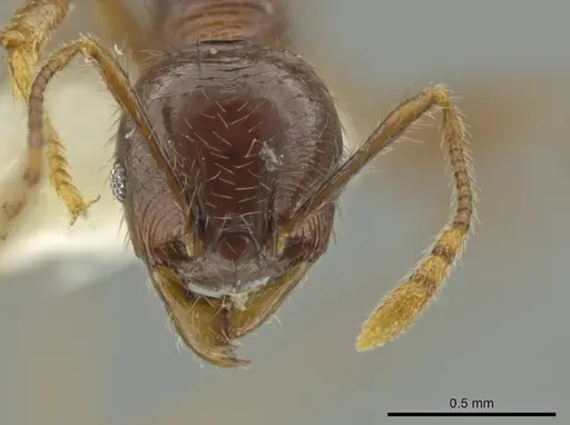 Pheidole mirabilis specimen CASENT0645829 image casent0645829_2