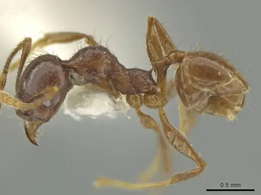 Pheidole mirabilis specimen CASENT0645829 image casent0645829_3
