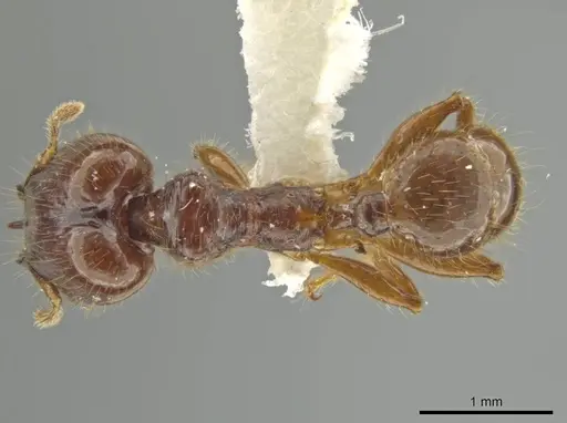 Pheidole mirabilis specimen JTLC000016457 image jtlc000016457_1