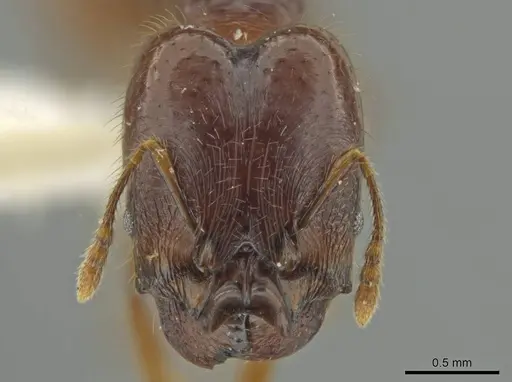 Pheidole mirabilis specimen JTLC000016457 image jtlc000016457_2