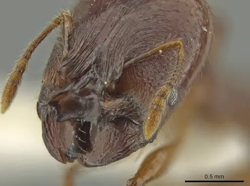 Pheidole mirabilis specimen JTLC000016457 image jtlc000016457_3