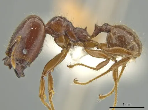 Pheidole mirabilis specimen JTLC000016457 image jtlc000016457_4