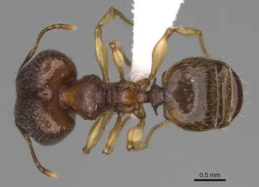 Pheidole miramila specimen CASENT0198567 image casent0198567_1