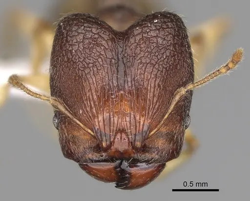 Pheidole miramila specimen CASENT0198567 image casent0198567_2