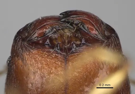 Pheidole miramila specimen CASENT0198567 image casent0198567_3