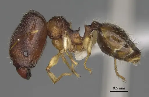Pheidole miramila specimen CASENT0198567 image casent0198567_4