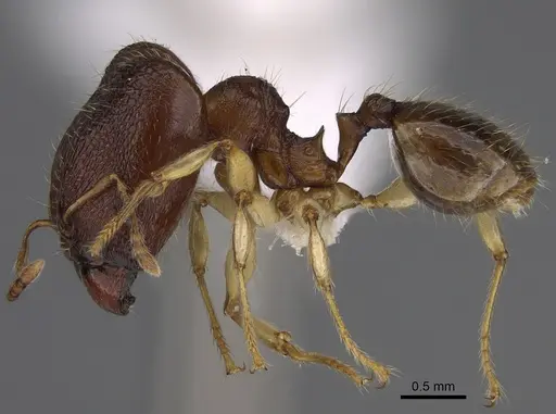 Pheidole miramila specimen CASENT0872079 image casent0872079_1