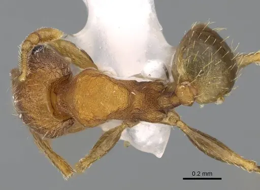 Pheidole miseranda specimen CASENT0919930 image casent0919930_1