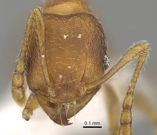 Pheidole miseranda specimen CASENT0919930 image casent0919930_2