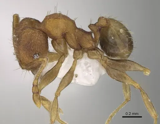 Pheidole miseranda specimen CASENT0919930 image casent0919930_3