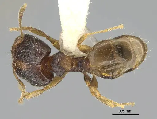 Pheidole miseranda specimen CASENT0919931 image casent0919931_1