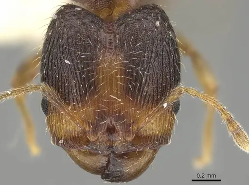 Pheidole miseranda specimen CASENT0919931 image casent0919931_2