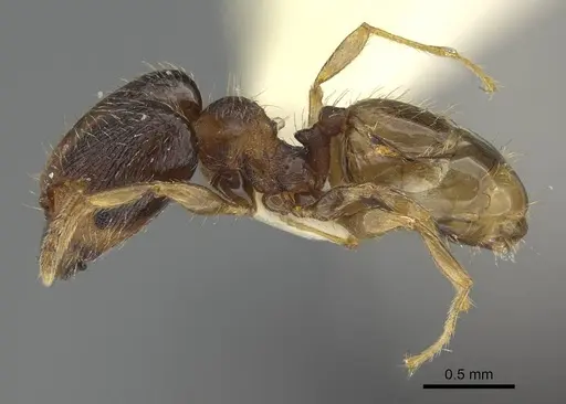 Pheidole miseranda specimen CASENT0919931 image casent0919931_3