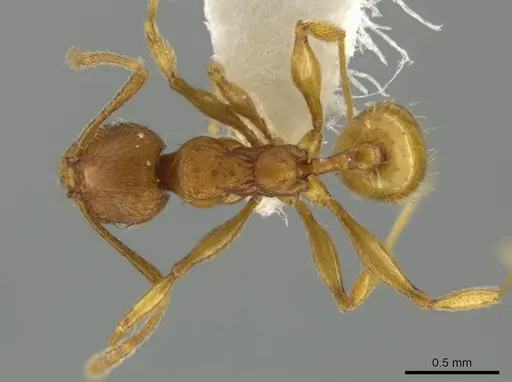 Pheidole mittermeieri specimen CASENT0645830 image casent0645830_1