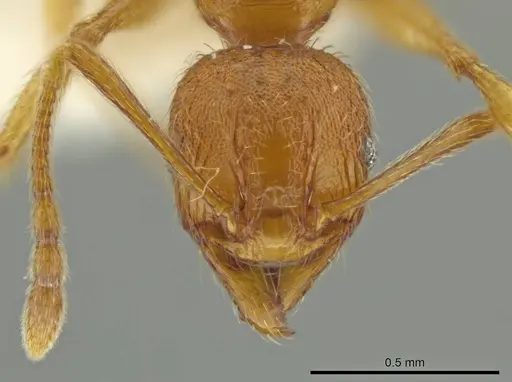 Pheidole mittermeieri specimen CASENT0645830 image casent0645830_2