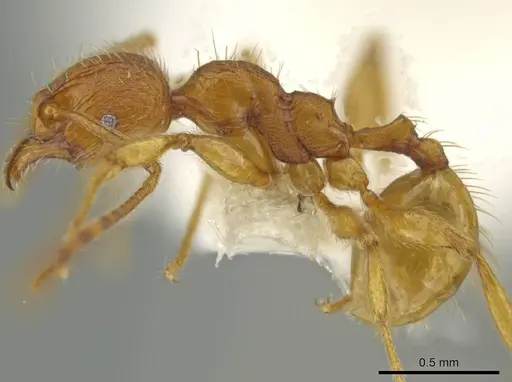 Pheidole mittermeieri specimen CASENT0645830 image casent0645830_3