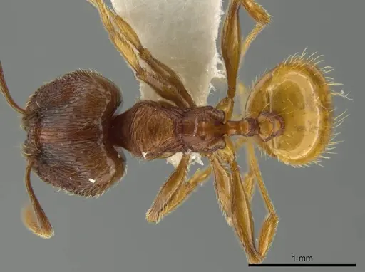 Pheidole mittermeieri specimen JTLC000016458 image jtlc000016458_1
