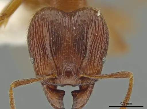 Pheidole mittermeieri specimen JTLC000016458 image jtlc000016458_2