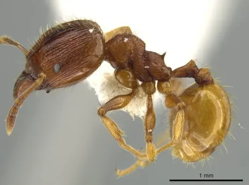 Pheidole mittermeieri specimen JTLC000016458 image jtlc000016458_3