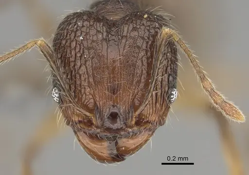 Pheidole mivory specimen CASENT0825256 image casent0825256_2