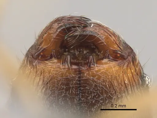 Pheidole mivory specimen CASENT0825256 image casent0825256_3