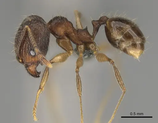 Pheidole mivory specimen CASENT0825256 image casent0825256_4