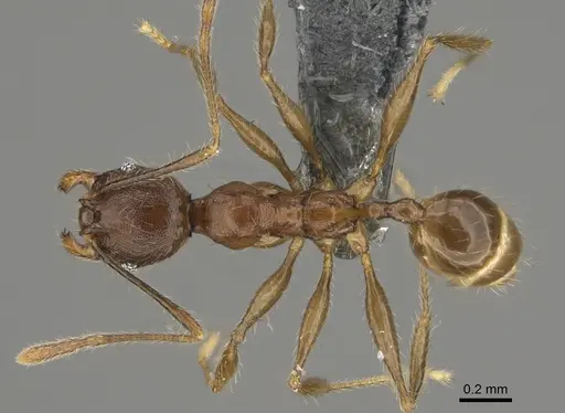 Pheidole mivory specimen CASENT0923288 image casent0923288_1