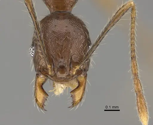 Pheidole mivory specimen CASENT0923288 image casent0923288_2
