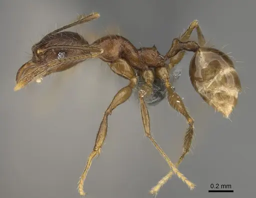 Pheidole mivory specimen CASENT0923288 image casent0923288_3