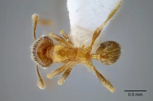Pheidole mixteca specimen CASENT0649604 image casent0649604_1