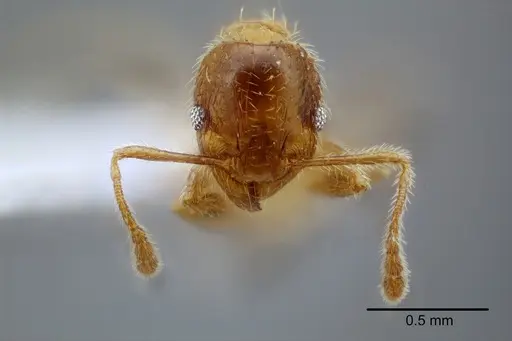 Pheidole mixteca specimen CASENT0649604 image casent0649604_2