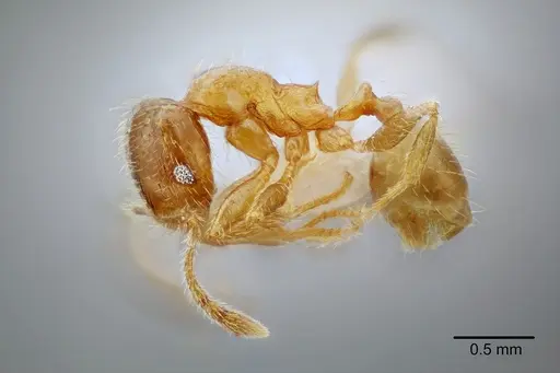 Pheidole mixteca specimen CASENT0649604 image casent0649604_3