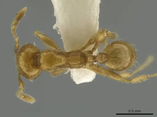 Pheidole mixteca specimen JTLC000016459 image jtlc000016459_1