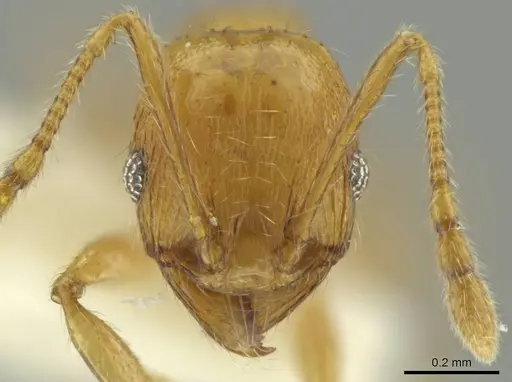 Pheidole mixteca specimen JTLC000016459 image jtlc000016459_2