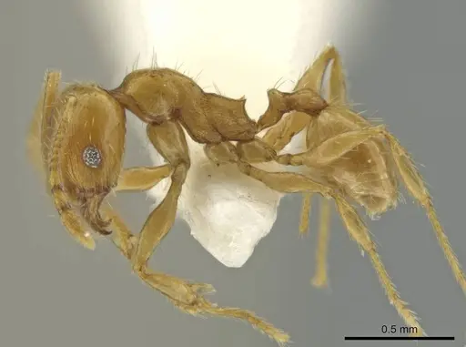 Pheidole mixteca specimen JTLC000016459 image jtlc000016459_3
