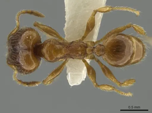 Pheidole mixteca specimen JTLC000016460 image jtlc000016460_1
