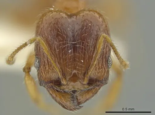 Pheidole mixteca specimen JTLC000016460 image jtlc000016460_2