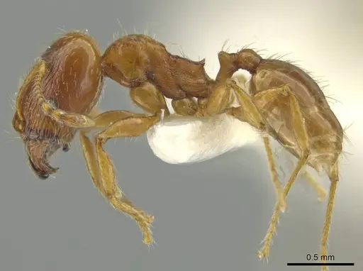 Pheidole mixteca specimen JTLC000016460 image jtlc000016460_3