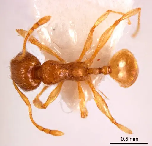 Pheidole mjobergi specimen ANTWEB1008693 image antweb1008693_1