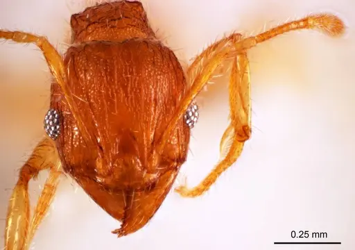 Pheidole mjobergi specimen ANTWEB1008693 image antweb1008693_2