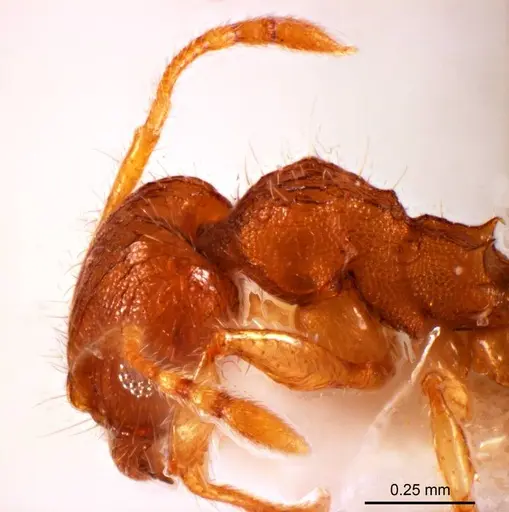 Pheidole mjobergi specimen ANTWEB1008693 image antweb1008693_3