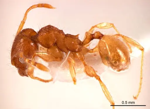 Pheidole mjobergi specimen ANTWEB1008693 image antweb1008693_4