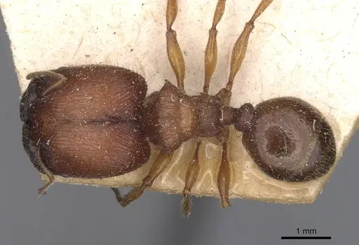 Pheidole mjobergi specimen CASENT0907763 image casent0907763_1