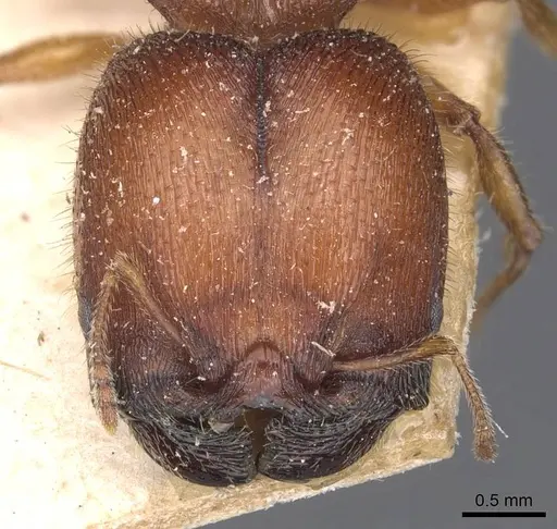 Pheidole mjobergi specimen CASENT0907763 image casent0907763_2