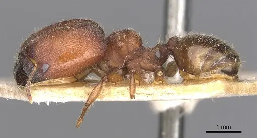 Pheidole mjobergi specimen CASENT0907763 image casent0907763_3