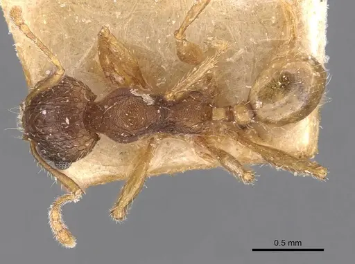Pheidole mjobergi specimen CASENT0907764 image casent0907764_1